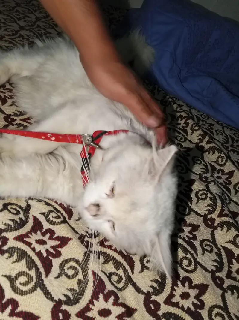 Cats,sales — photo 2