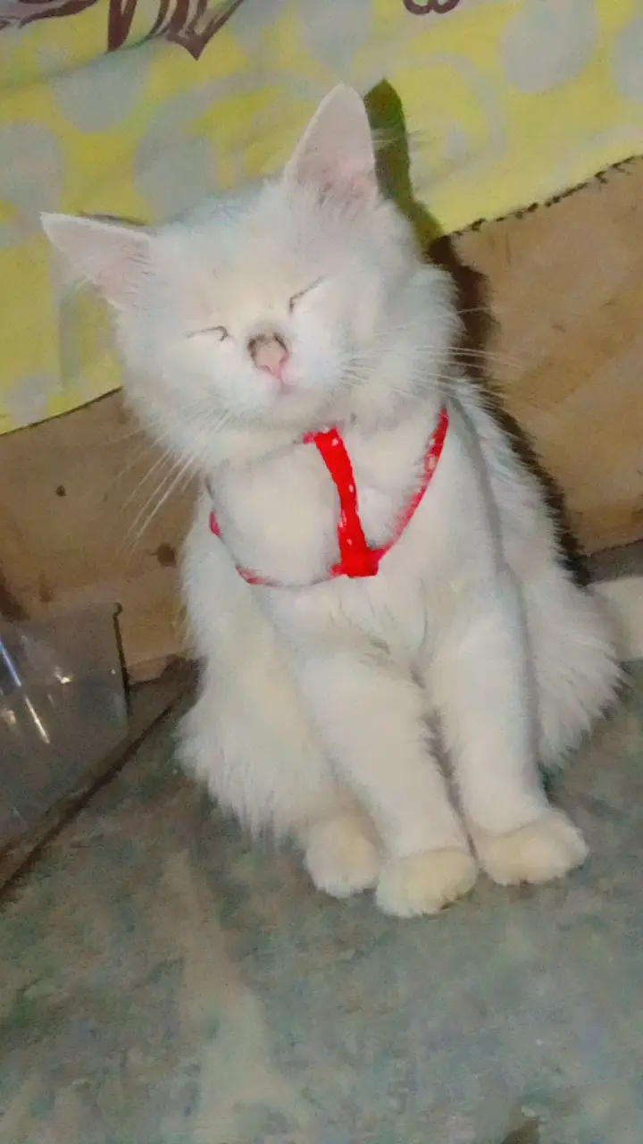 Cats,sales — photo 3