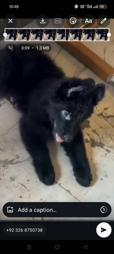 black German Shepherd puppy for sale