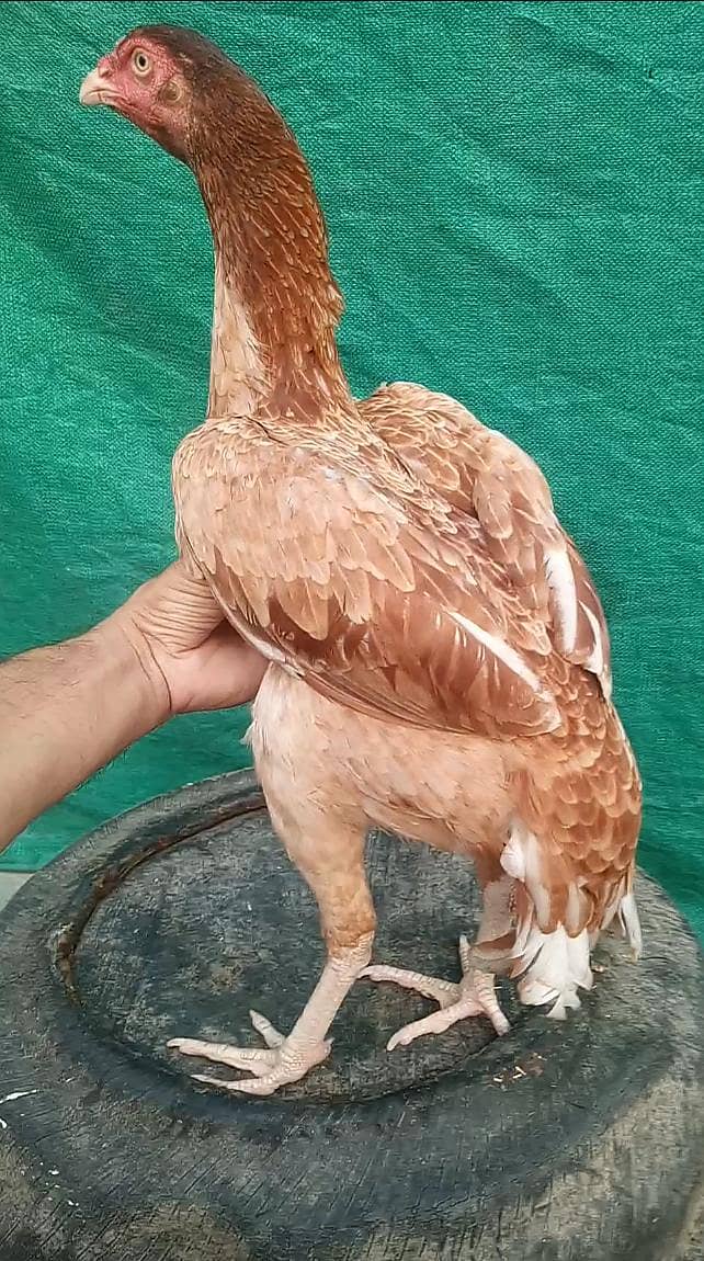 خوبصورت اصیل مادی 03204581798 1