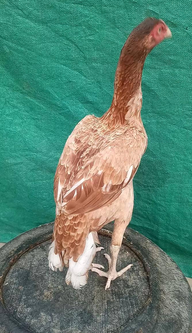 خوبصورت اصیل مادی 03204581798 2