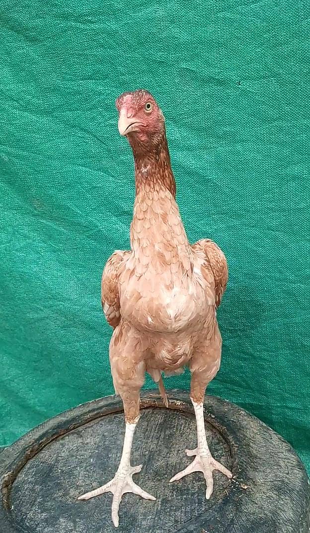 خوبصورت اصیل مادی 03204581798 3