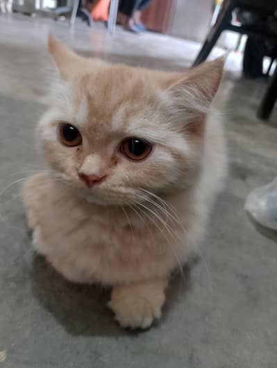 Persian cat doll face