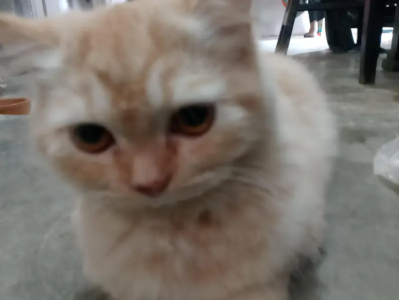 Persian cat doll face — photo 2
