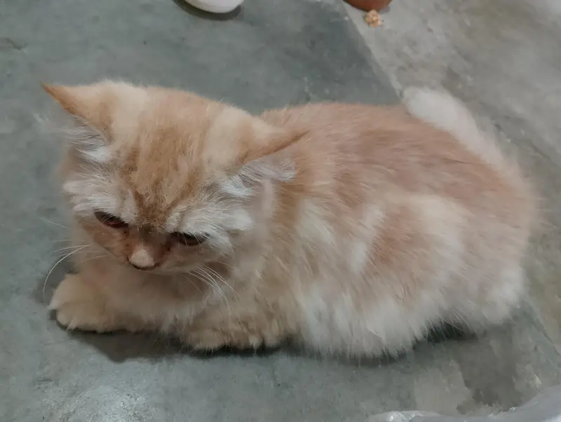 Persian cat doll face — photo 3