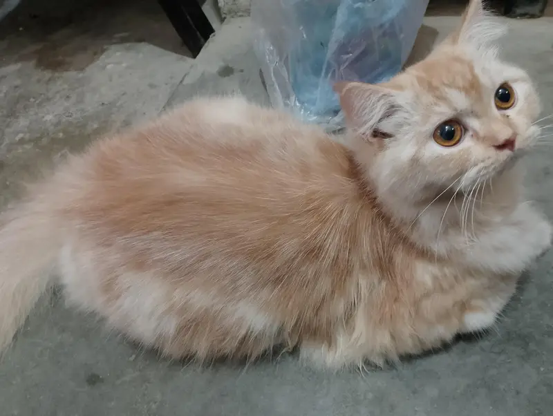 Persian cat doll face — photo 4