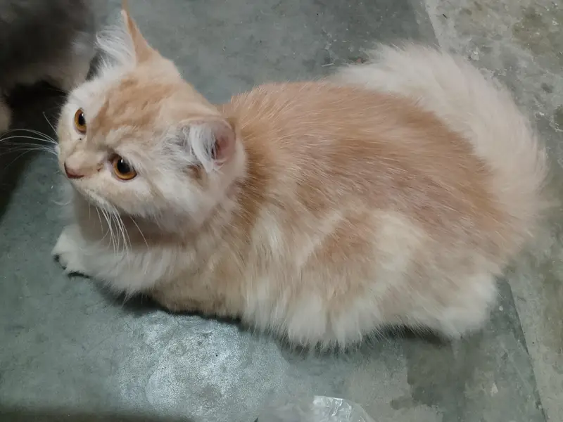Persian cat doll face — photo 5