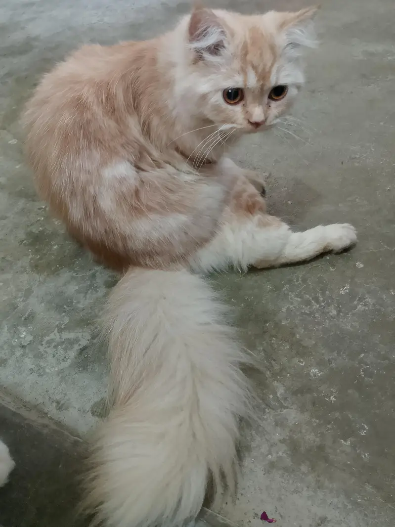 Persian cat doll face — photo 6
