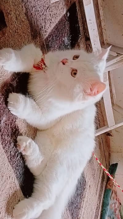 cats 03462004112