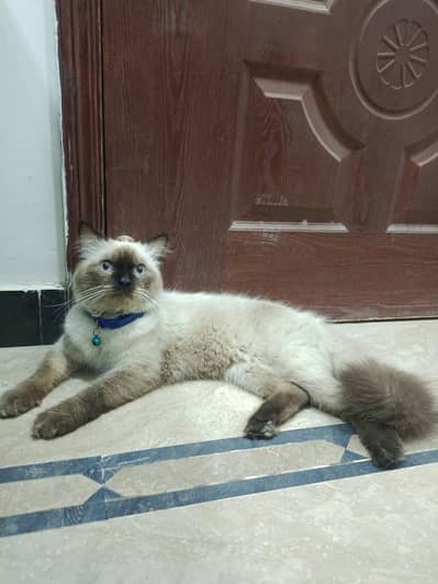Male cat (blue eyes)