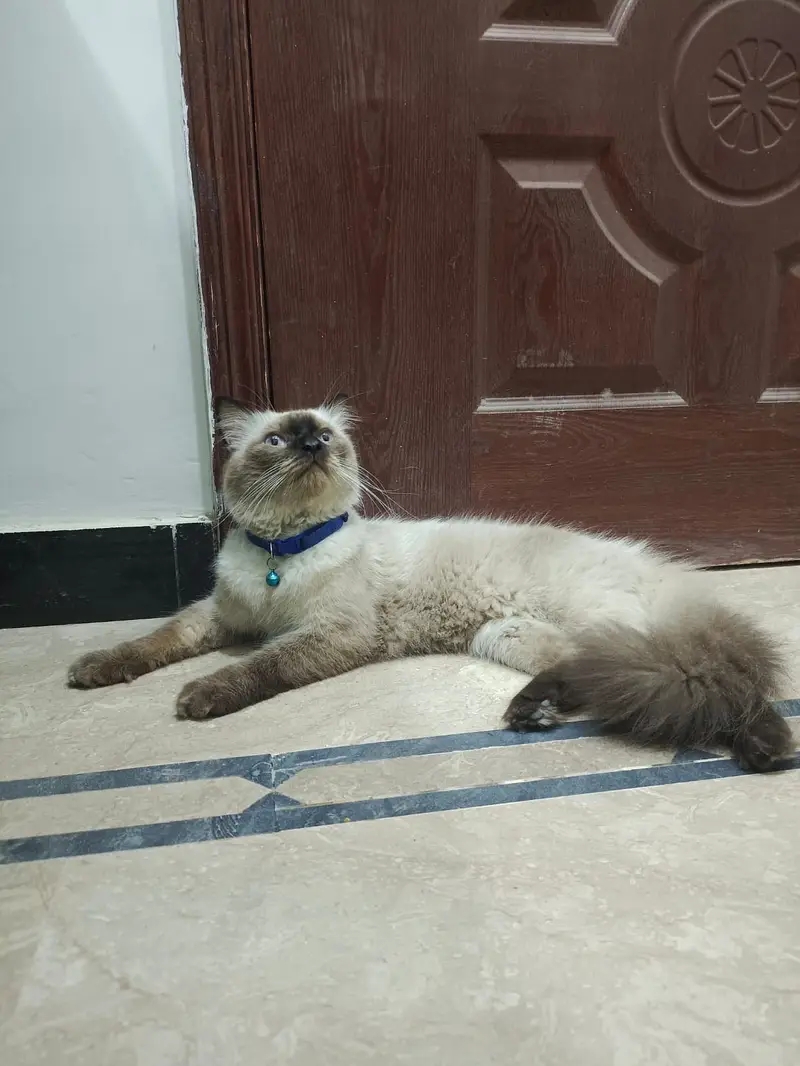 Male cat (blue eyes) — photo 2