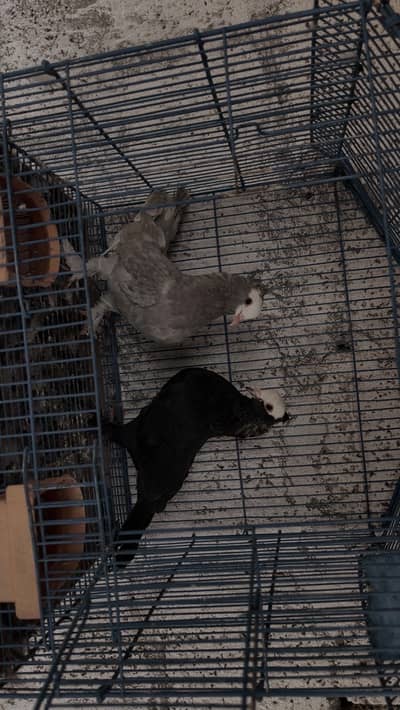 Beautiful Shirazi Pigeon Breeder Pair for Sale – Healthy & Active