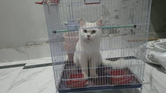 persion cat
