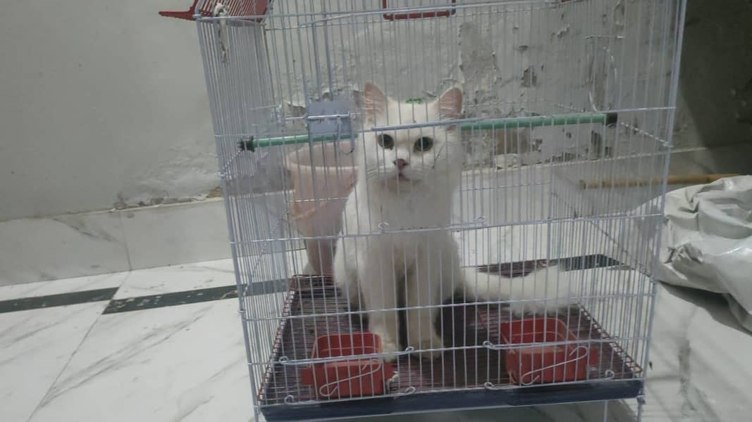 persion cat 0