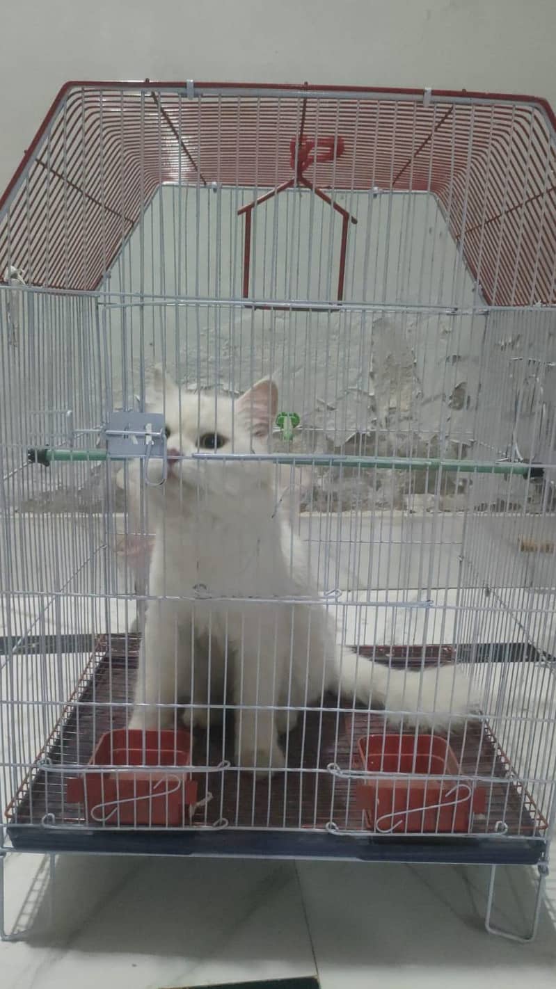 persion cat 1