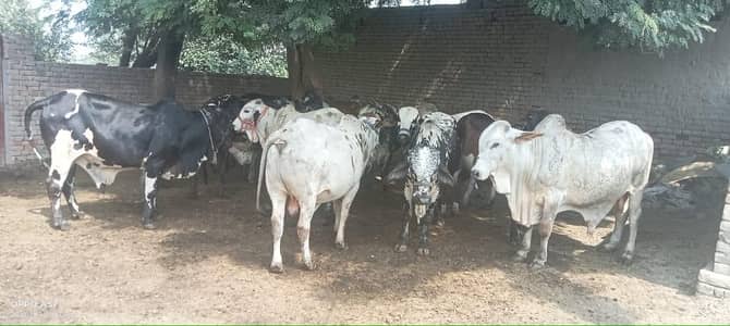 ( وچھے)چولستانی جانور