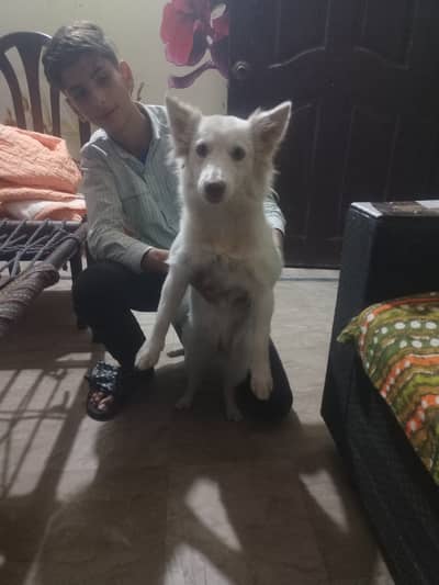 Russian female age one year 5months good traind active