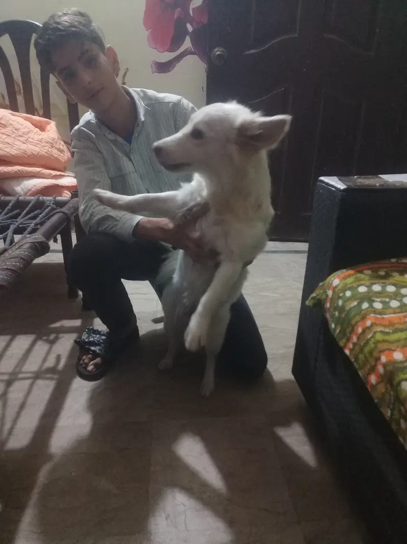 Russian female age one year 5months good traind active — photo 2