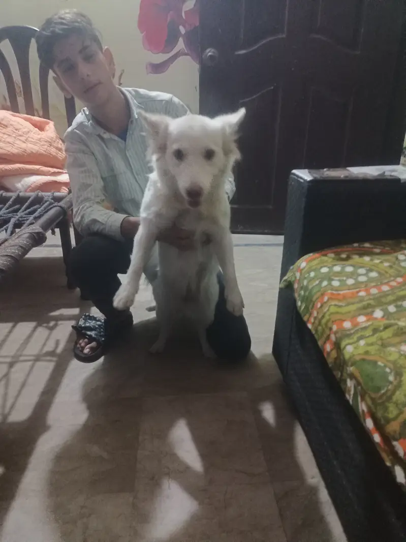 Russian female age one year 5months good traind active — photo 3