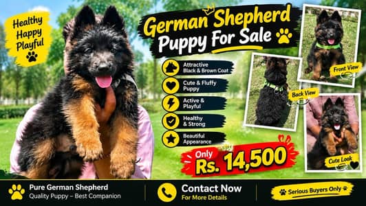 Home Breed German Shepherd Puppies - 100% Original