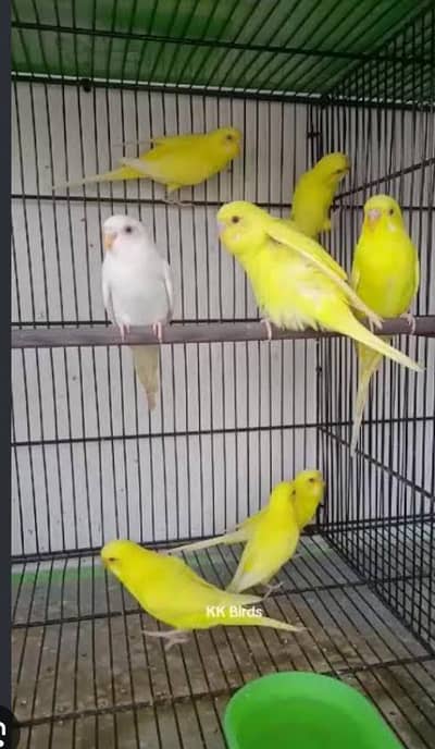 All. type animal and birds available