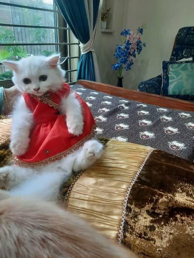 persian white cat female cat vaccinated
