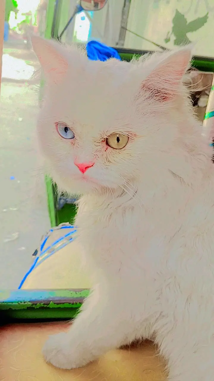 Persian cat — photo 3