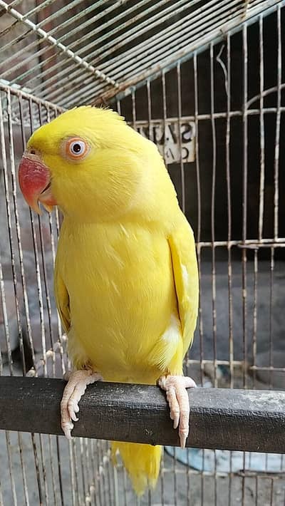 Yellow female available for sell nail tails flying all okay urgent sel