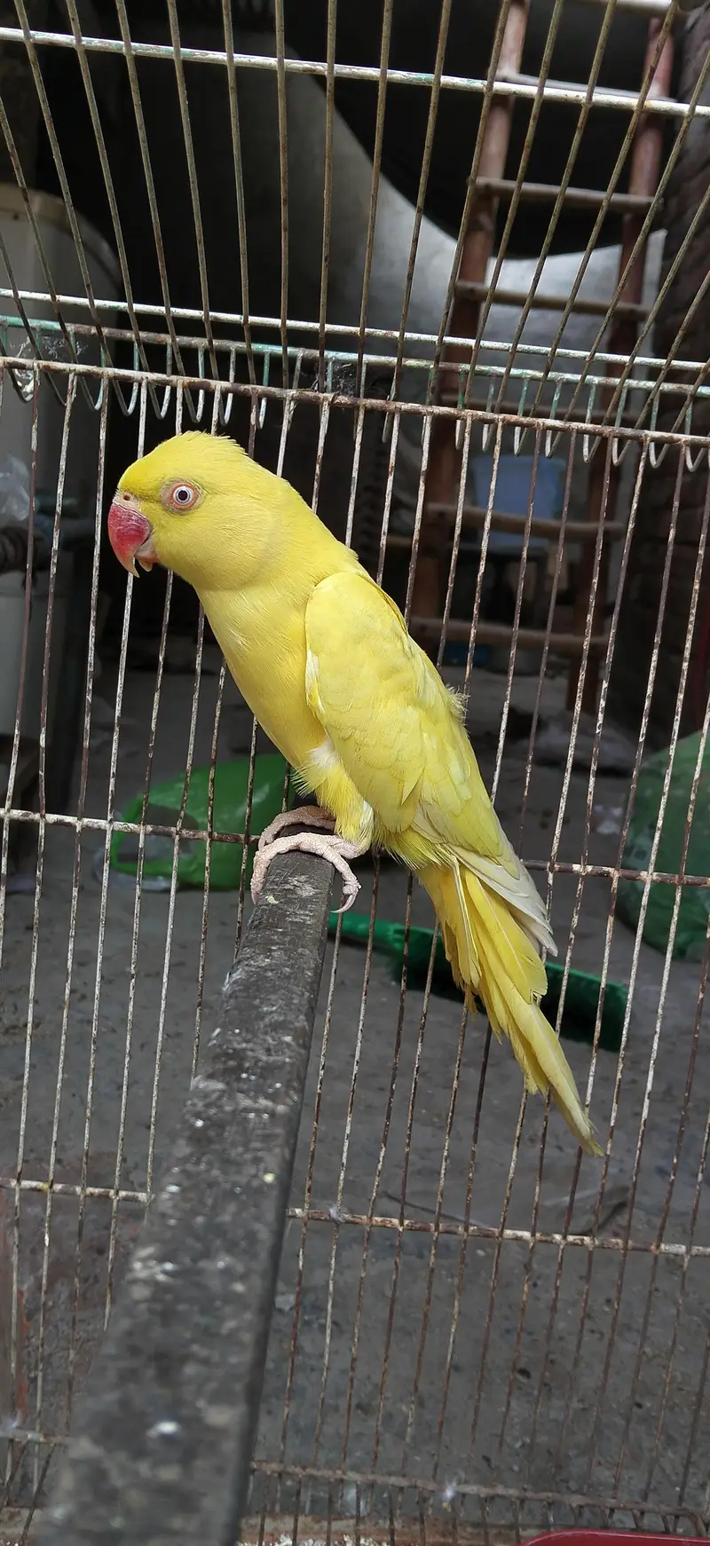 Yellow female available for sell nail tails flying all okay urgent sel — photo 2