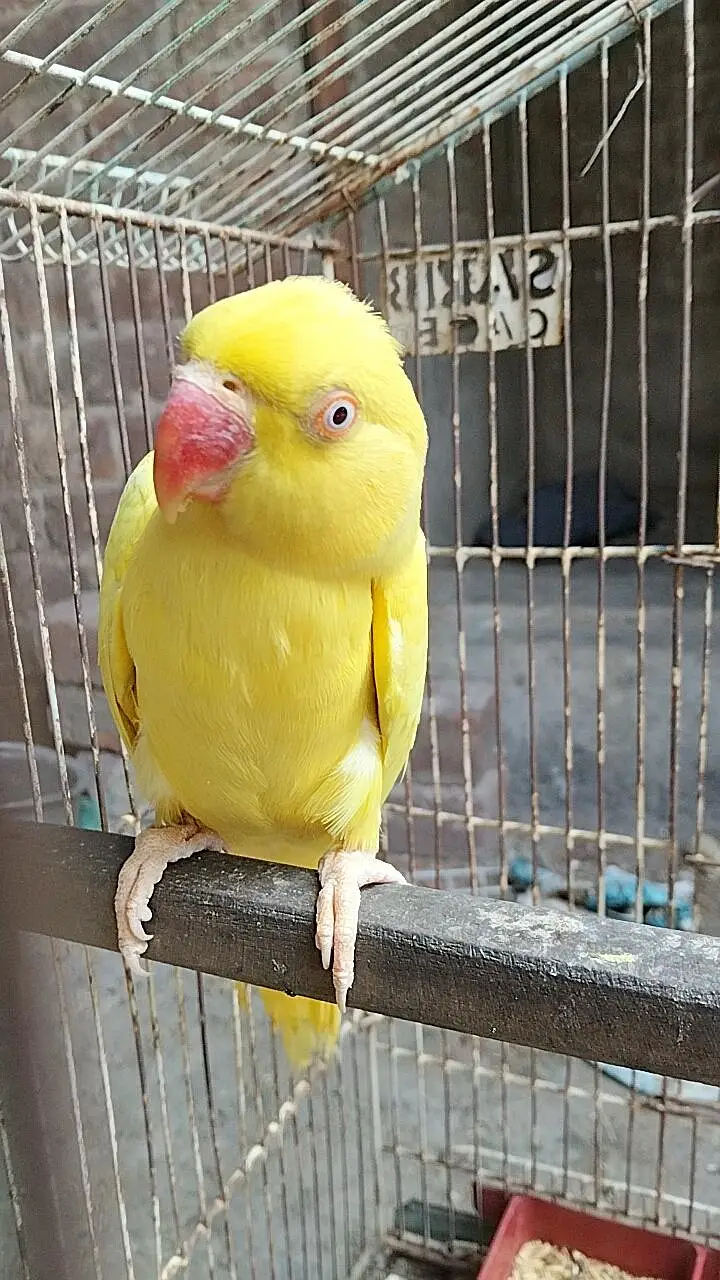 Yellow female available for sell nail tails flying all okay urgent sel — photo 3