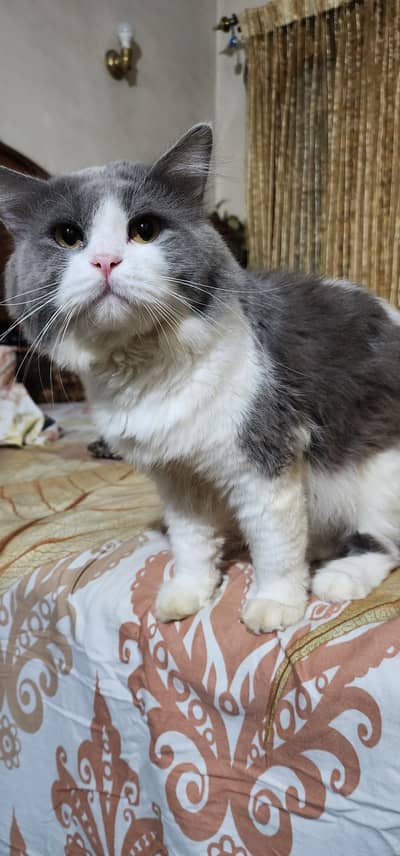 Persian cat's