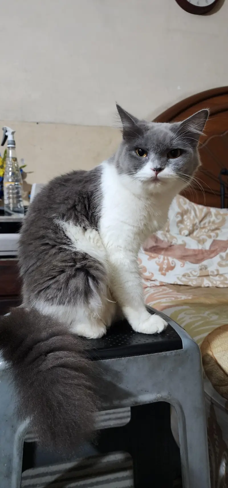 Persian cat's — photo 2