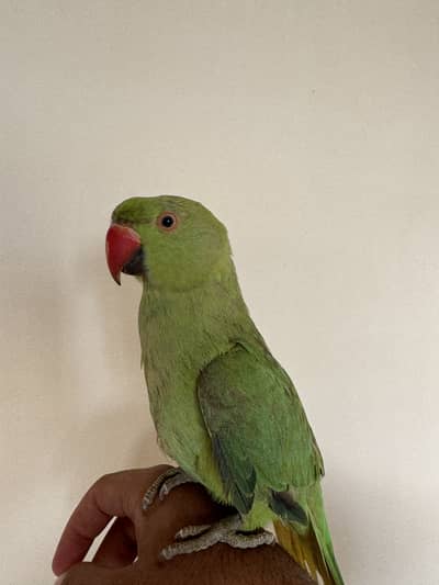 Male Ringneck 5 month old.