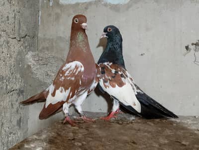 guliyar khal & sherazi