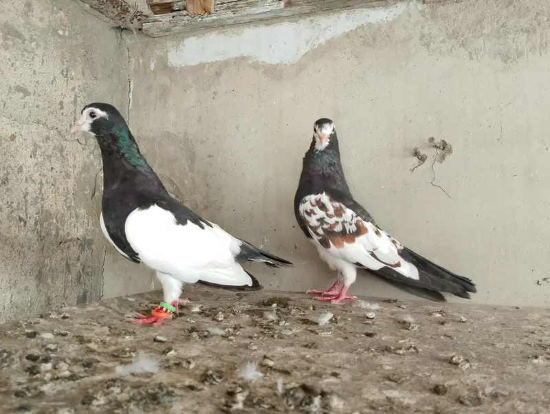 guliyar khal & sherazi — photo 5