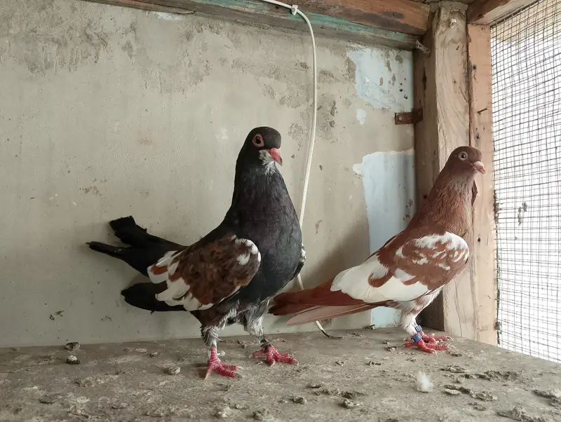 guliyar khal & sherazi — photo 10