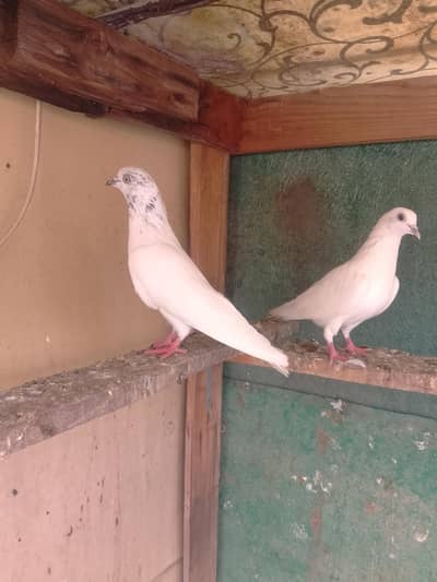 Motiyo Wala Breeder Pair