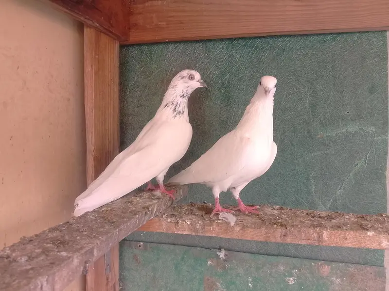 Motiyo Wala Breeder Pair — photo 2