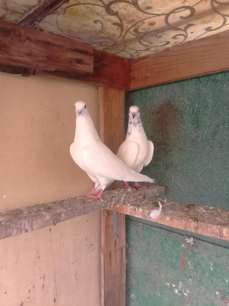 Motiyo Wala Breeder Pair — photo 3
