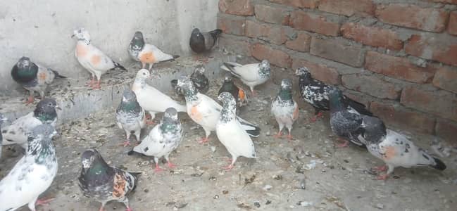 mix parwazi kaboter for sale