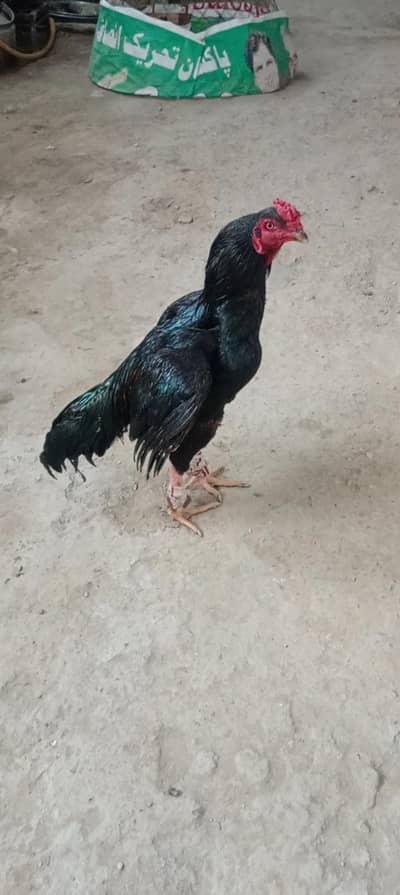 Black Aseel Murga For Sale | Beautiful Aseel Rooster