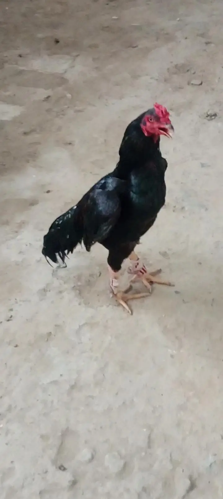 Black Aseel Murga For Sale | Beautiful Aseel Rooster — photo 2