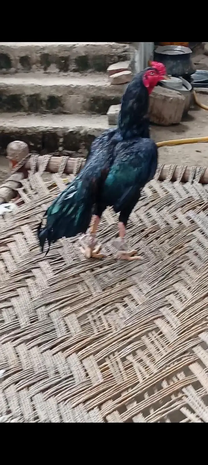 Black Aseel Murga For Sale | Beautiful Aseel Rooster — photo 3