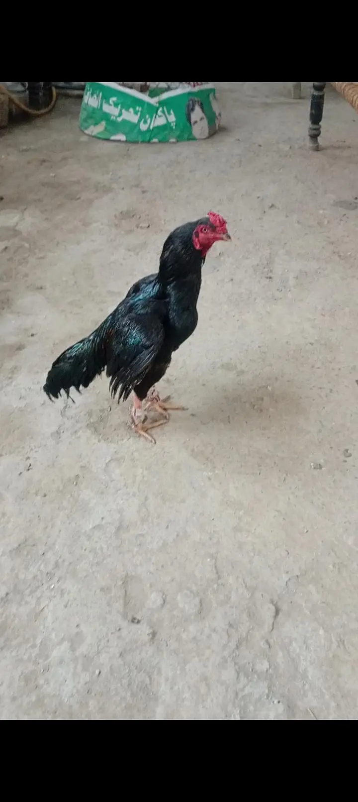 Black Aseel Murga For Sale | Beautiful Aseel Rooster — photo 4