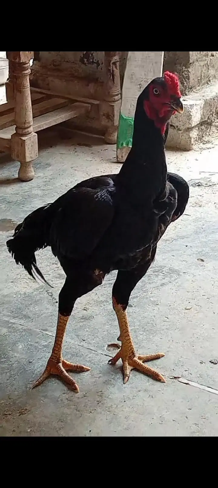 Black Aseel Murga For Sale | Beautiful Aseel Rooster — photo 5