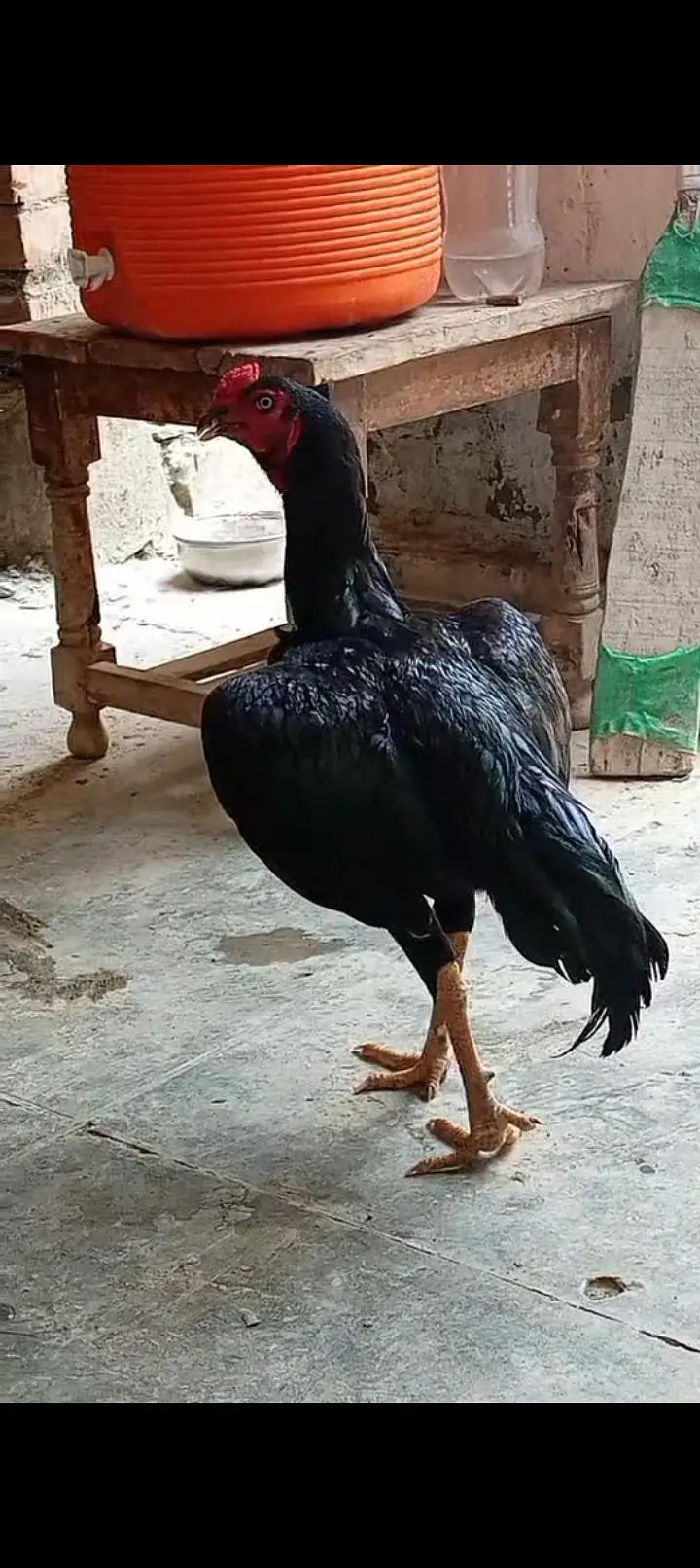 Black Aseel Murga For Sale | Beautiful Aseel Rooster — photo 6
