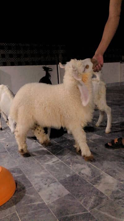 MASHALLAH Tasman breed for sell.