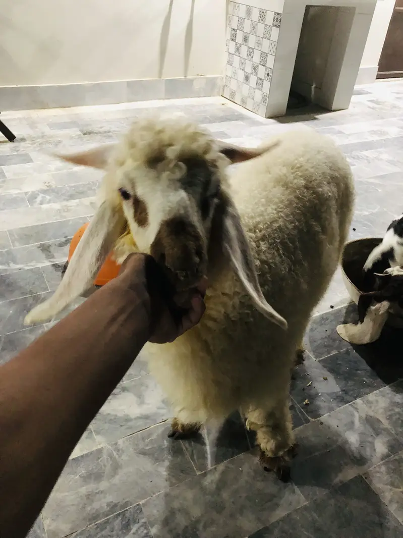 MASHALLAH Tasman breed for sell. — photo 5