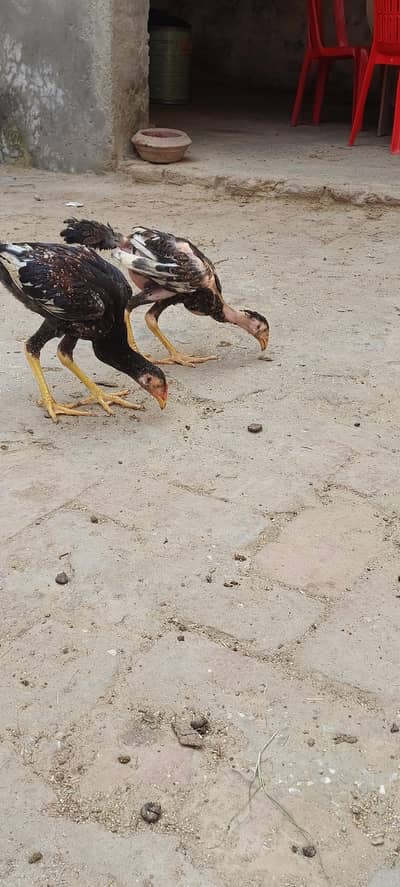 pure aseel 1 murga 2murgiyan for sale