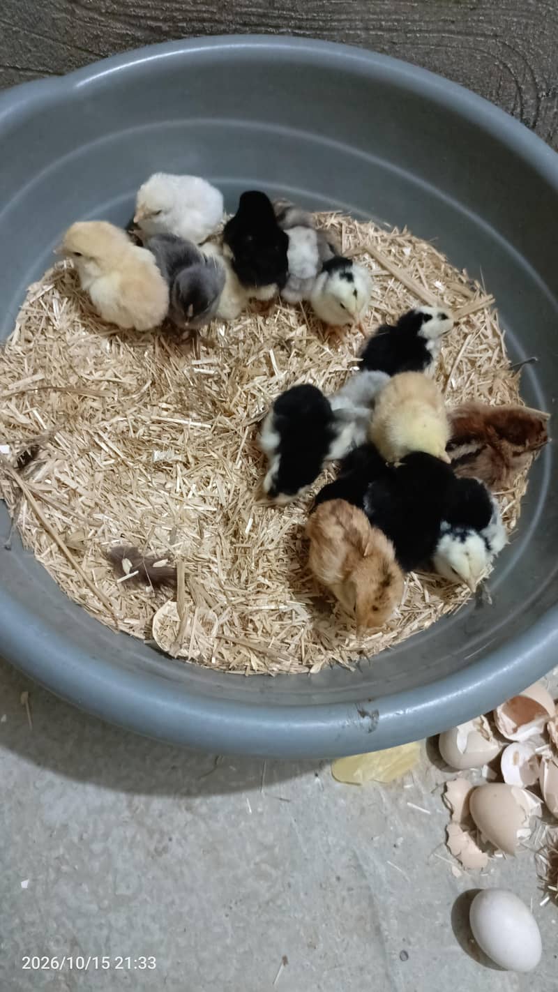 Hen with Chicks 1